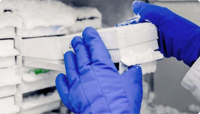 Logistica della catena del freddo