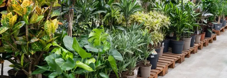 Flowers and Ornamental Plants